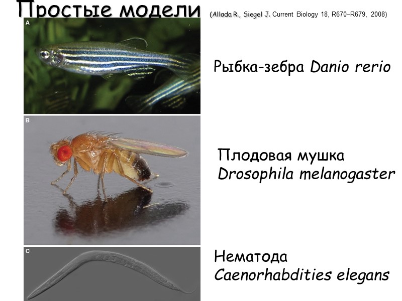 Простые модели (Allada R., Siegel J. Current Biology 18, R670–R679, 2008) Рыбка-зебра Danio rerio